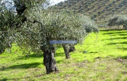 Santa Comba, Guarda 5150