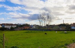 Arazede, Coimbra District