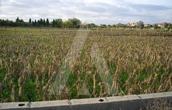 Oliveirinha, Aveiro District
