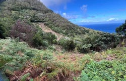 Faial, Madeira 9230