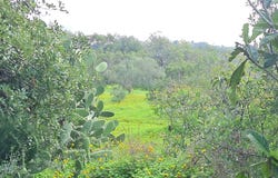 Quelfes, Algarve 8700