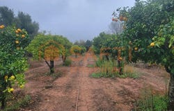 Boliqueime, Algarve