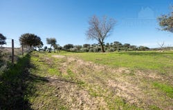 Selmes, Beja 7960