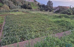 Ilha da Madeira, Madeira