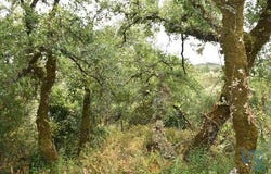 Ferreira do Zêzere, Santarém 2240-300