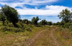 Borba (Matriz), Évora 7150