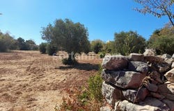 Loule, Faro