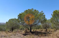 Faro, Algarve 8950