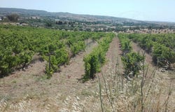 Vila de Frades, Beja District
