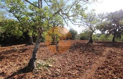 Peral, Faro, Faro