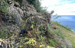 Ilha de São Jorge, Azores