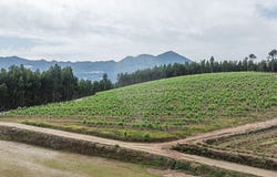 Braga, Braga