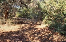 Paderne, Algarve