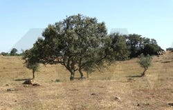 OURIQUE, Beja District