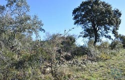 Ferreira do Zêzere, Santarém 2240-300