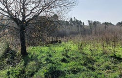 Bustos, Aveiro District