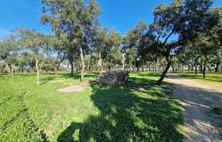 Abela, Setubal