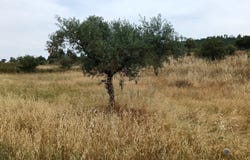 Salgueiro do Campo, Castelo Branco District
