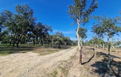 Abela, Setubal