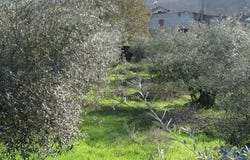 Leiria, Leiria 2420-166