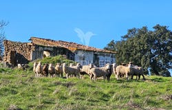 Ourique, Ourique, Beja District 7670