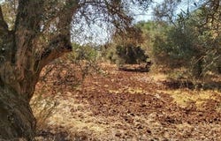 Paderne, Algarve