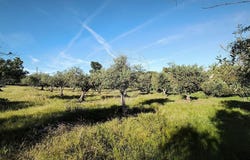 Portalegre, Portalegre District 7340