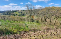 Caldas da Rainha, Leiria District