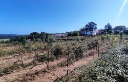 Palmeira de Faro e Curvos, Braga