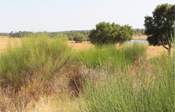 Penamacor, Castelo Branco District 6090