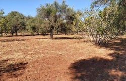 Paderne, Algarve