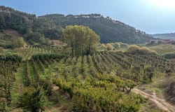 Vimeiro, Leiria District