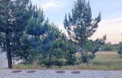 Pinhal Novo, Setúbal 2955