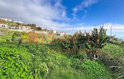 Canhas, Madeira