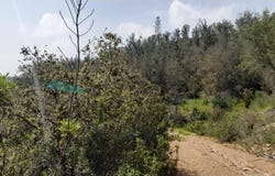 Saboia, Beja 7665