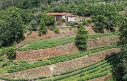 Braga, Braga 4890