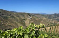 Ervedosa Do Douro, Viseu 5130