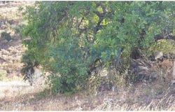Castro Marim, Faro 8950-011