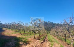 Caldas da Rainha, Leiria District
