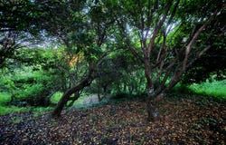 Cernache Do Bonjardim, Castelo Branco 6100