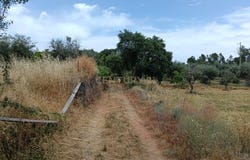 Salgueiro do Campo, Castelo Branco District