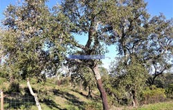 Almodôvar e Graça dos Padrões, Beja 7700
