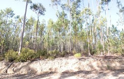 R. dos Baldios 3, 2490 Cercal, Portugal, Santarém, Santarém District 2490