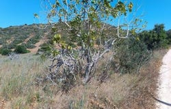 Barrancão, Vila do Bispo, Faro