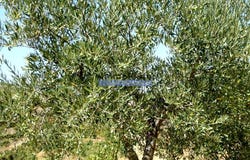 Horta, Guarda 5155