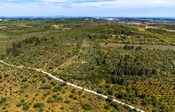 Borba (Matriz), Évora 7150