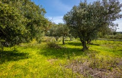 Batalha, Leiria District