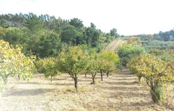 Salir de Matos, Leiria District