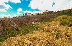 CANHAS, Madeira