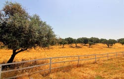 Arraiolos, Évora 7040